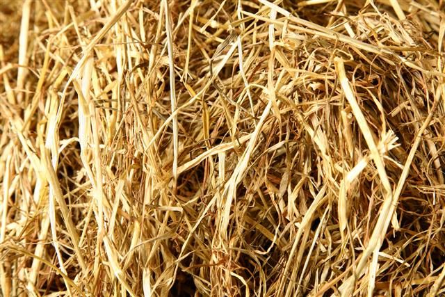 Hay and Haylage: what's the difference?